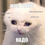 meme.jpg